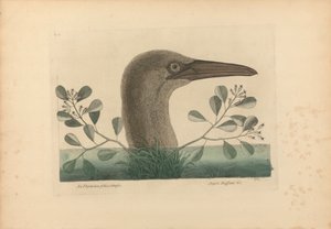 Thymelaea foliis obtusis; Anseri Bassano &c: The Great Booby, 86. tábla a „Carolina, Florida és a Bahama-szigetek természetrajzi történetéből”, I. kötet, 2. kiadás, London 1754 alkotó: Mark Catesby