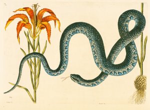 Anguis, a wampumkígyó, 58. tábla, vol. 1 a „Carolina, Florida és a Bahamák természettörténetéből”