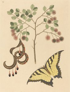 Macskaköröm Mimosa circinalis, megjelent 1731-1743. alkotó: Mark Catesby