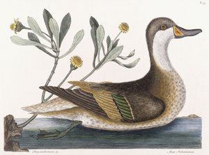 Krizantém stb alkotó: Mark Catesby