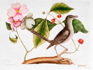 Kutyafa: Cornus florida, és Mocking Bird Carolina természetrajzából (1730-48)