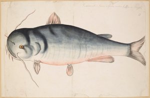 Keetra. Körülbelül 2 láb és fél hosszú. Egy harcsa? alkotó: Mark Catesby
