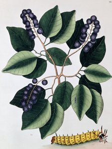 Galamb szilva és nagy szarvas hernyó, 1771
