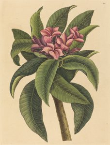 Vörös frangipáni (Plumeria rubra) alkotó: Mark Catesby