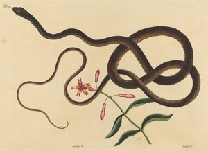 The Coach-Whip Snake (Coluber flagellum) alkotó: Mark Catesby
