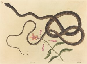 The Coach-whip Snake Coluber flagellum, megjelent 1731-1743. alkotó: Mark Catesby