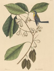 The Finch Creeper Parus americanus, megjelent 1731-1743. alkotó: Mark Catesby