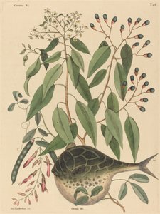 Földgömbhal (Tetrodon lagocephalus) alkotó: Mark Catesby