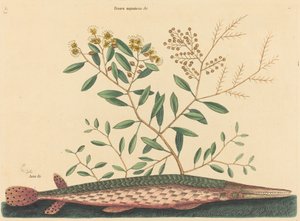 A Green Gar Fish Esox osseus, megjelent 1731-1743. alkotó: Mark Catesby