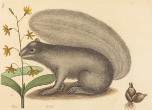 A szürke róka mókus Sciurus cinereus, megjelent 1731-1743. alkotó: Mark Catesby