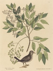 Talajgalamb (Columba passerina) alkotó: Mark Catesby