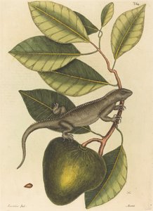 Guana (iguána gyík)