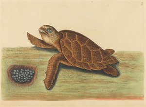 A Hawks-csőrteknős (Testudo caretta) alkotó: Mark Catesby