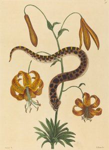 A disznóorrú kígyó (Boa contortrix) alkotó: Mark Catesby