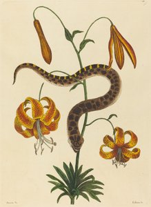 A disznóorrú kígyó (Boa contortrix)