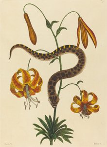 The Hog-noose Snake Boa contortrix, megjelent 1731-1743. alkotó: Mark Catesby