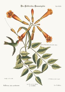 A kolibri, 1749-73 alkotó: Mark Catesby