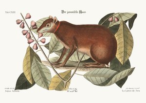 A jávai nyúl, 1749-73 alkotó: Mark Catesby