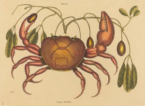 A szárazföldi rák (Cancer ruricola) alkotó: Mark Catesby