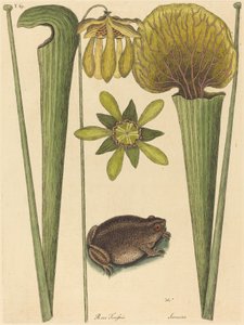 The Land Frog Rana, megjelent 1731-1743. alkotó: Mark Catesby