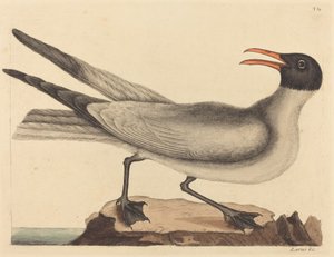 The Laughing Gull Larus articilla, megjelent 1731-1743. alkotó: Mark Catesby