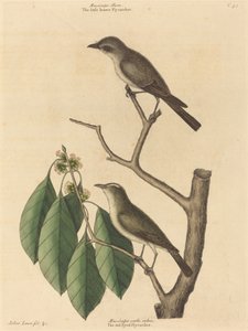 A kis barna légykapó, 1731-1743 között. alkotó: Mark Catesby