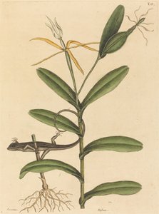 A lyoni gyík (Lacerta 6-lineata) alkotó: Mark Catesby