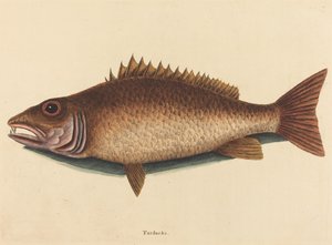 Mangrove Snapper (Labrus griseus) alkotó: Mark Catesby