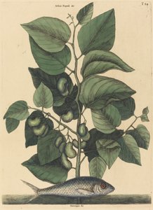 The Pilchard (Argentína Carolina) alkotó: Mark Catesby