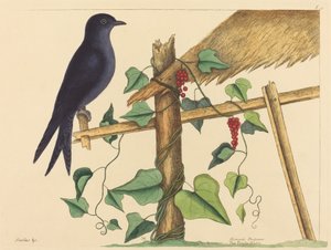 A lila Márton (Purple Martin) alkotó: Mark Catesby