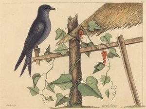 A lila Márton (Purple Martin) alkotó: Mark Catesby