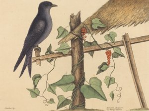 A Purple Martin Hirundo Purpurea, 1731-1731