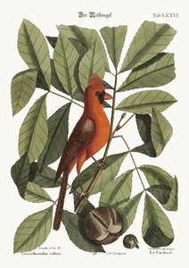 A vörös madár, 1749-73 alkotó: Mark Catesby