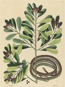 A szalagkígyó (Coluber saurita) alkotó: Mark Catesby