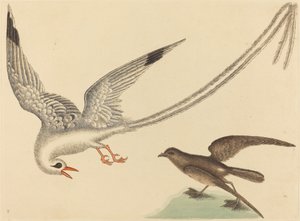A rizsmadár Emberiza oryzivora, megjelent 1731-1743. alkotó: Mark Catesby