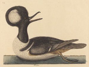 A kerek tarajos kacsa (Mergus cucullatus) alkotó: Mark Catesby