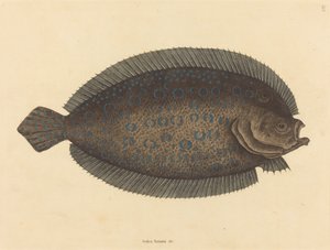 Talp (Pleuronectes lunatus) alkotó: Mark Catesby