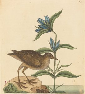 A Soree Rallus Virginianus, 1731-1743 között. alkotó: Mark Catesby