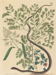A foltos szalagkígyó (Coluber nebulosus?) alkotó: Mark Catesby