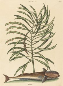 A Sucking Fish Echeneis naucratis, 1731-1743 között. alkotó: Mark Catesby
