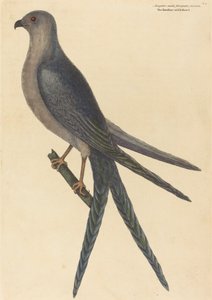 A fecskefarkú sólyom (Falco furcatus) alkotó: Mark Catesby