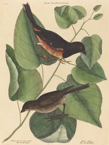 A Towhe Bird Fringilla erythrophthalma 1754-ben jelent meg. alkotó: Mark Catesby