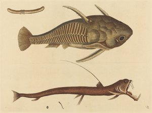 A Viper-mouth Silurus cataphractus, megjelent 1731-1743. alkotó: Mark Catesby