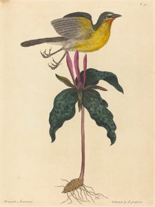 A sárgamellű chat alkotó: Mark Catesby