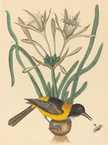 The Yellow and Black Pye Oriolus Icterus, megjelent 1731-1743. alkotó: Mark Catesby