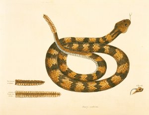 Viper Caudison Snake, Rattlesnake, plate 41, vol. 1, „Karolina, Florida és a Bahamák természettörténete”
