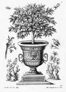 Citrusfák, 1735 körül alkotó: Martin Engelbrecht