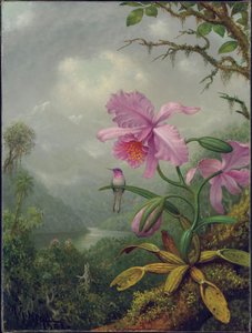 Kolibri orchideanövényen ülve, 1901