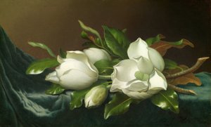 Magnóliák világoskék bársonyszöveten alkotó: Martin Johnson Heade