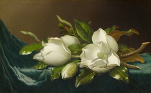Magnóliák világoskék bársony ruhán alkotó: Martin Johnson Heade